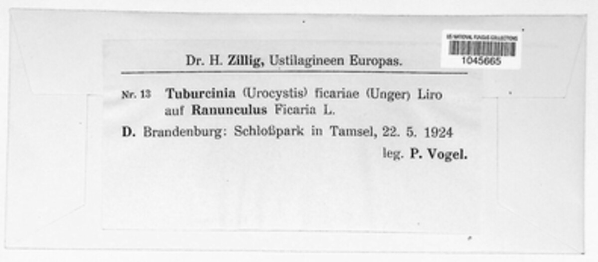 Tuburcinia ficariae image